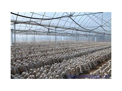 文山食用菌种植基地供应量80吨图2