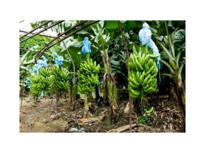 文山香蕉种植基地供应量8吨图7