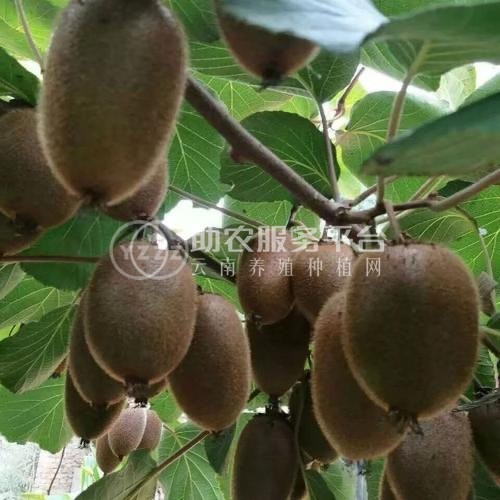 红河浪堤乡猕猴桃种植基地 供应量6吨图7