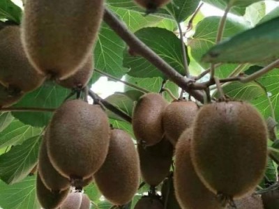 大理宾川猕猴桃种植专业合作社