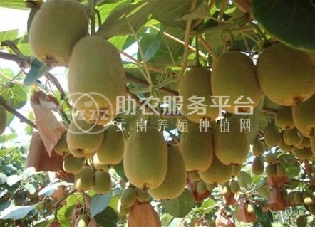 红河浪堤乡猕猴桃种植基地 供应量6吨图5