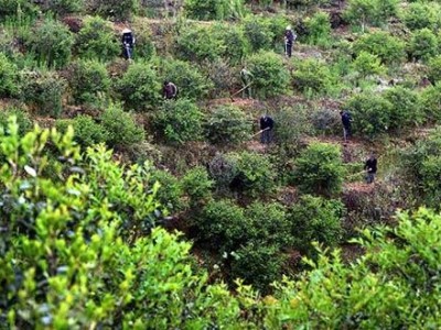 文山油茶种植基地供应量900株图3