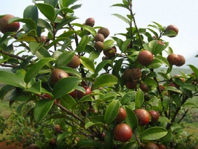 文山油茶种植基地供应量900株图2