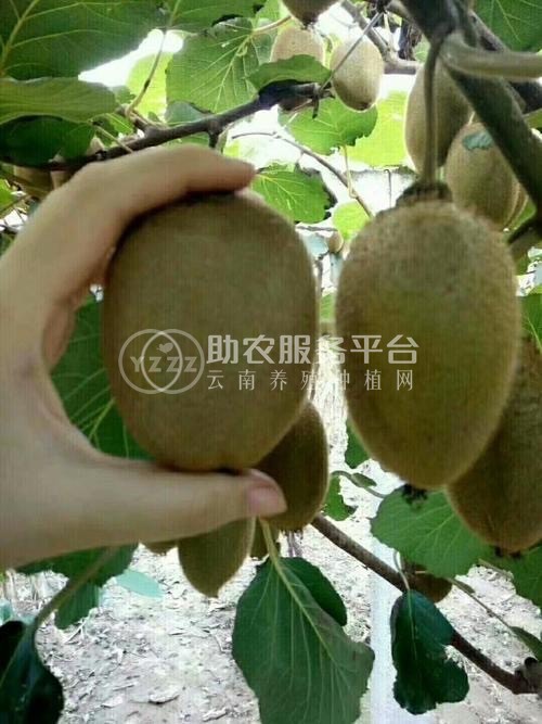 红河浪堤乡猕猴桃种植基地 供应量6吨图4