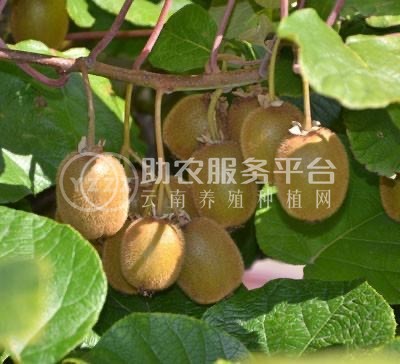 红河浪堤乡猕猴桃种植基地 供应量6吨图2