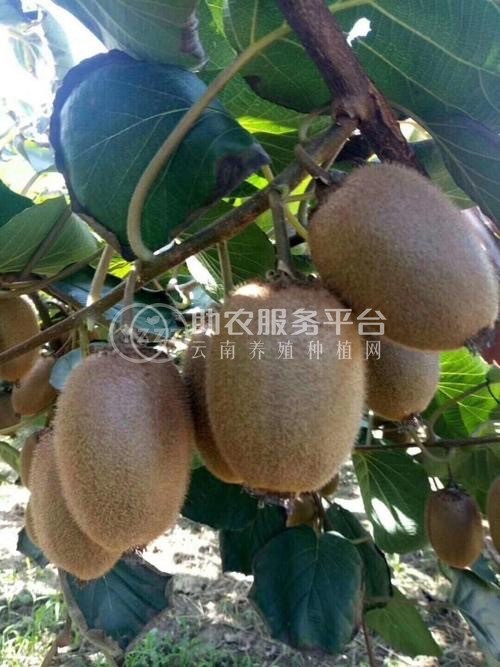 红河浪堤乡猕猴桃种植基地 供应量6吨图1