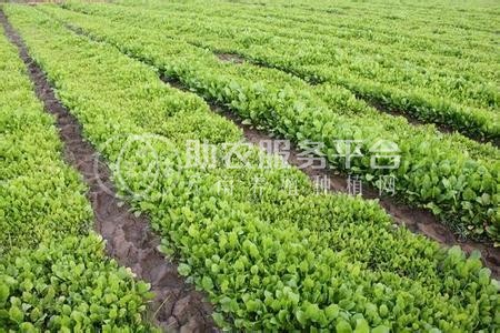 文山中药材种植基地供应量9吨图3