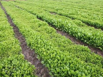 文山中药材种植基地供应量9吨图3