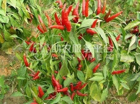 文山中药材种植基地供应量9吨图2