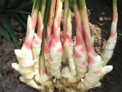 文山生姜种植基地供应量7吨图2