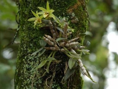 文山石斛种植基地供应量7吨图2