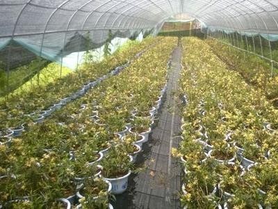 文山石斛种植基地供应量7吨图3