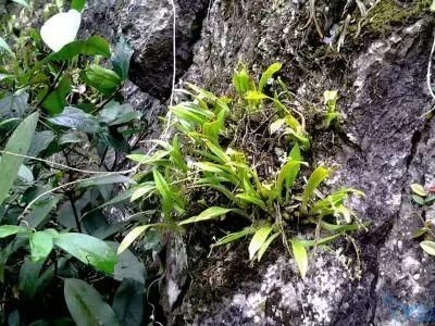文山石斛种植基地供应量7吨