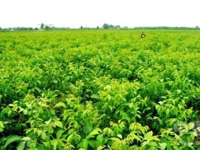 文山核桃种植基地供应量6吨图3