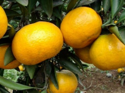文山柑橘种植基地供应量9吨图2