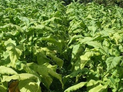 文山烤烟种植基地供应量3吨图3
