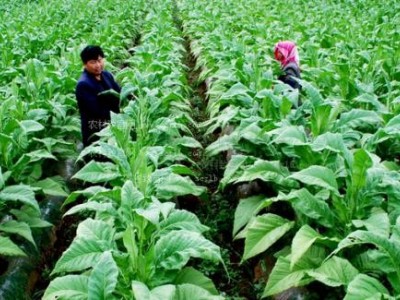 文山烤烟种植基地供应量3吨图2