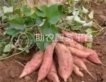 文山红薯种植基地供应量7吨图1