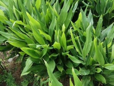 文山阳荷种植基地供应量90000株图2