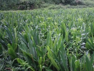 文山阳荷种植基地供应量90000株图4