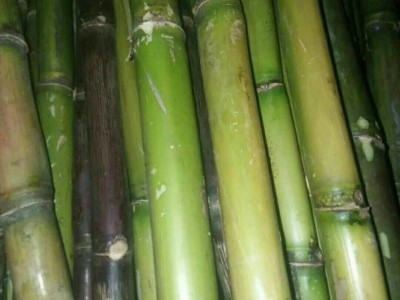 文山甘蔗种植基地供应量9万株图3