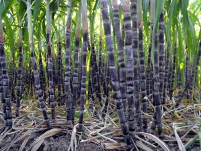 文山甘蔗种植基地供应量9万株图2