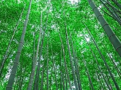 文山毛竹种植基地供应量90万颗图3