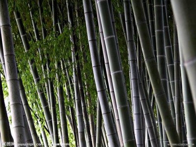 文山毛竹种植基地供应量90万颗图2