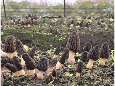迪庆羊肚菌种植基地供应量7吨图3
