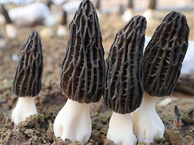 迪庆羊肚菌种植基地供应量7吨图2