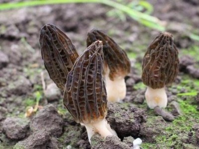 迪庆羊肚菌种植基地供应量7吨