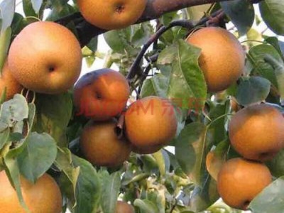 迪庆果树种植基地供应量8万颗图2