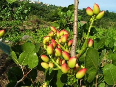 迪庆果树种植基地供应量8万颗