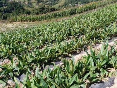 迪庆秦艽种植基地供应量7吨图3