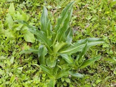 迪庆秦艽种植基地供应量7吨图2