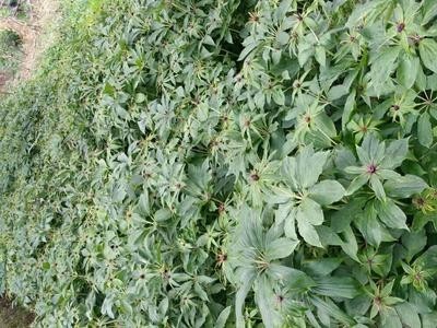 迪庆重楼种植基地供应量9吨