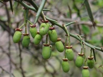 红河浪堤乡小瓜种植基地 供应量8吨图6