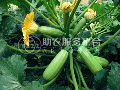 红河浪堤乡小瓜种植基地 供应量8吨图1