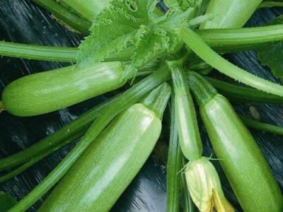 大理市蔬菜种植专业合作社供应量3吨图3