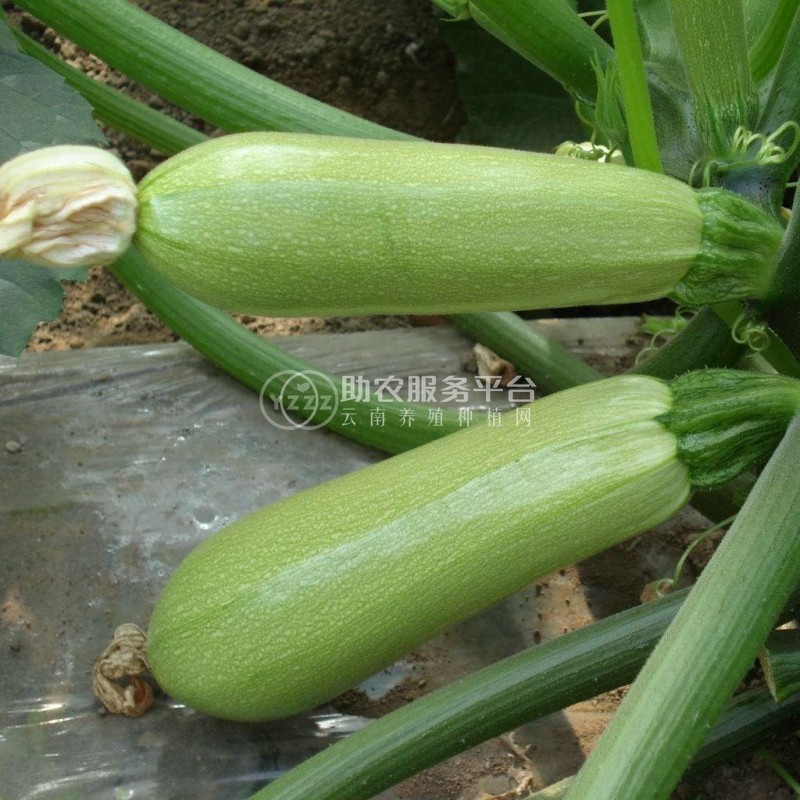 红河浪堤乡小瓜种植基地 供应量8吨图3