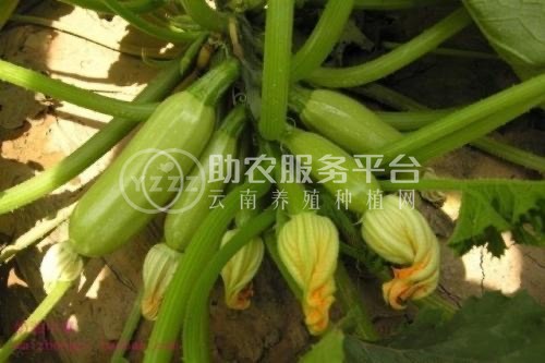 红河浪堤乡小瓜种植基地 供应量8吨图2