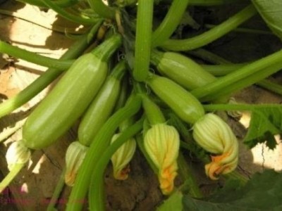 大理市蔬菜种植专业合作社供应量3吨图5