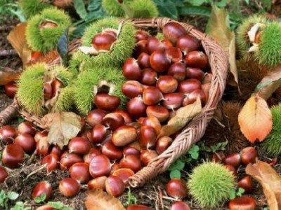 迪庆板栗种植基地供应量9吨图2