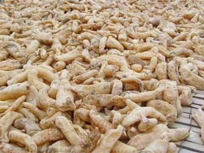 迪庆天麻种植基地供应量8吨图3
