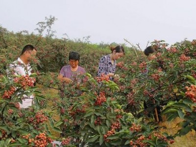迪庆花椒种植基地供应量100吨图2