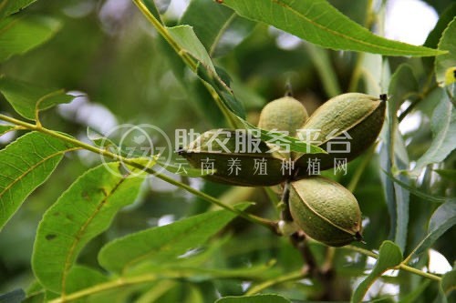 大理永平碧根果种植专业合作社供应量2吨图2