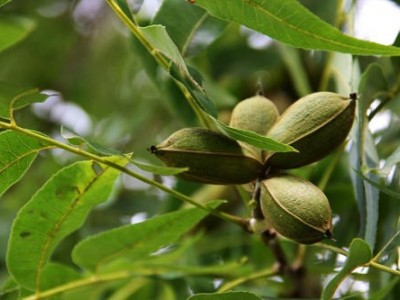 大理永平碧根果种植专业合作社供应量2吨图2