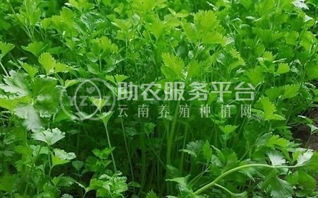 大理市果蔬种植专业合作社供应量2吨图1