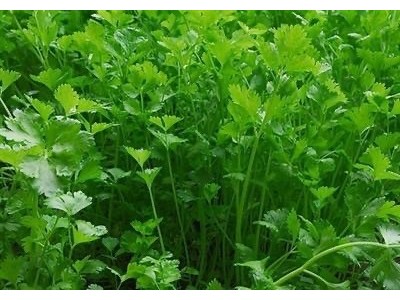 大理市果蔬种植专业合作社供应量2吨