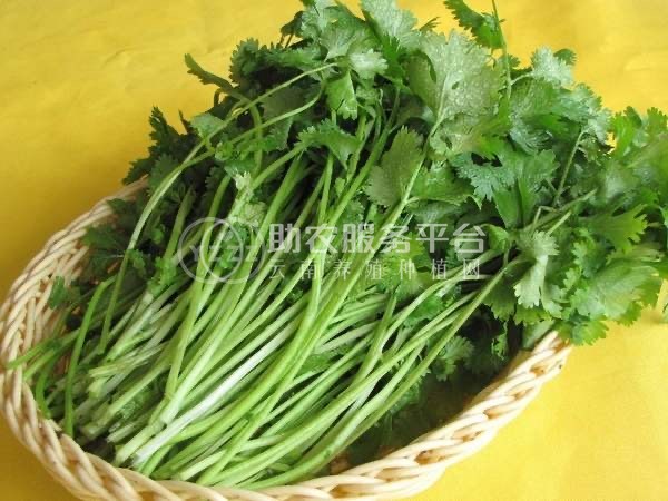 大理市果蔬种植专业合作社供应量2吨图2